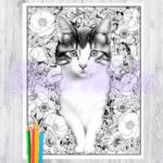 Adult coloring book for relaxation and stress relief coloring to calm anxiety relief cat stasia petralia